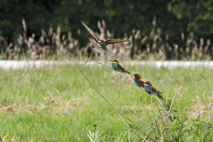 c Keith Bowser Bee Eater