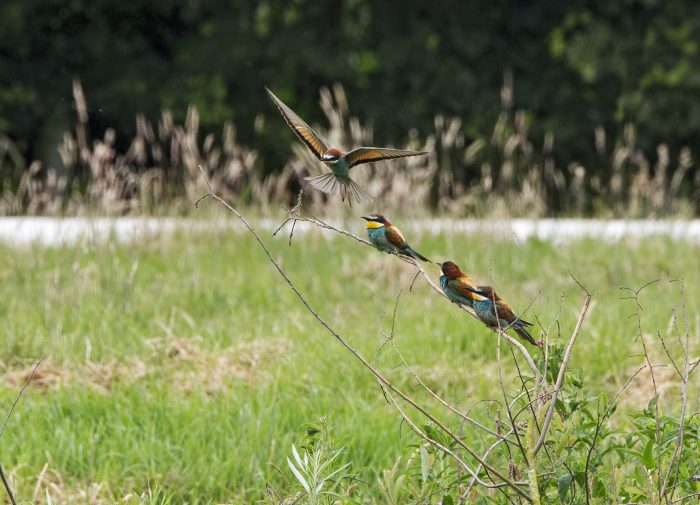 c Keith Bowser Bee Eater